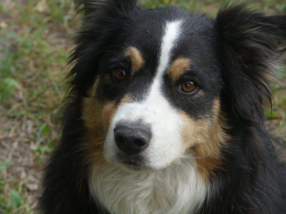 chien.jpg