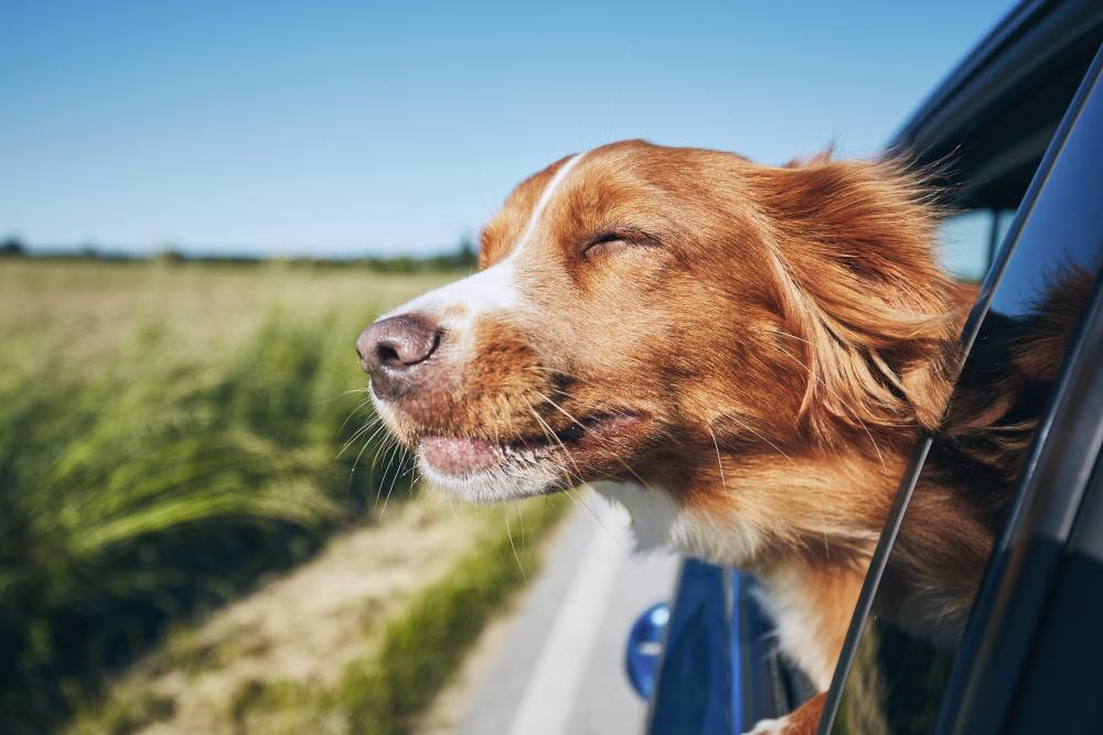 chien-voiture.jpeg