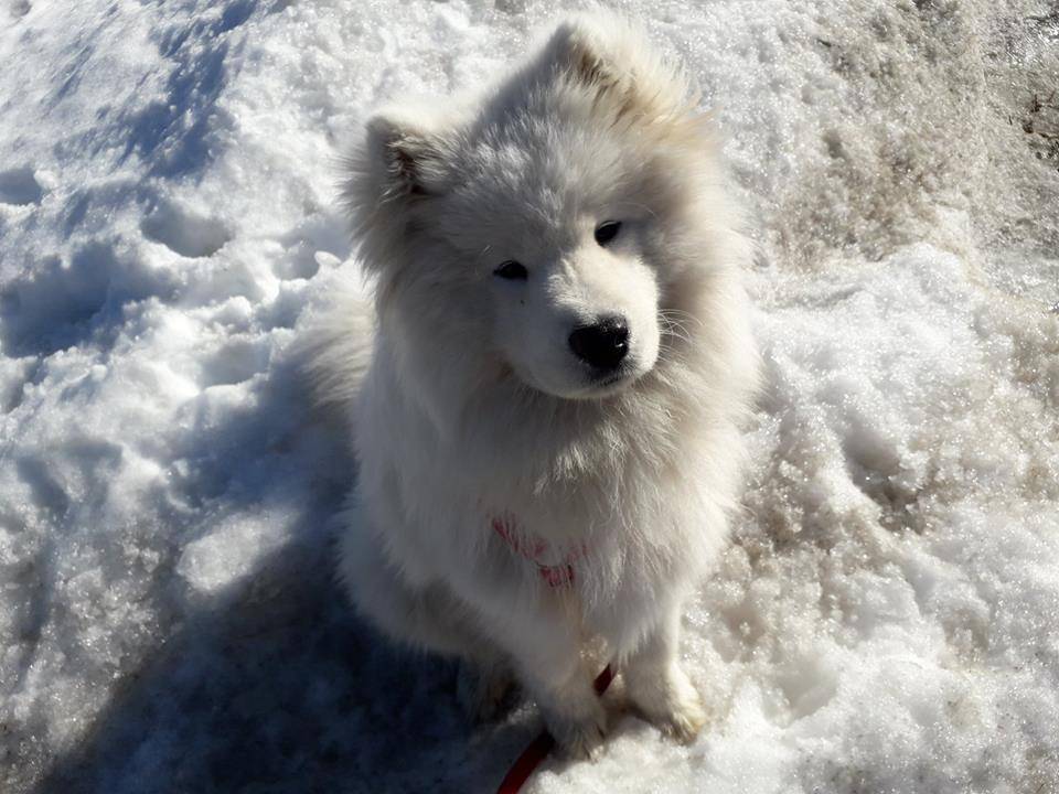 chien-2.jpg