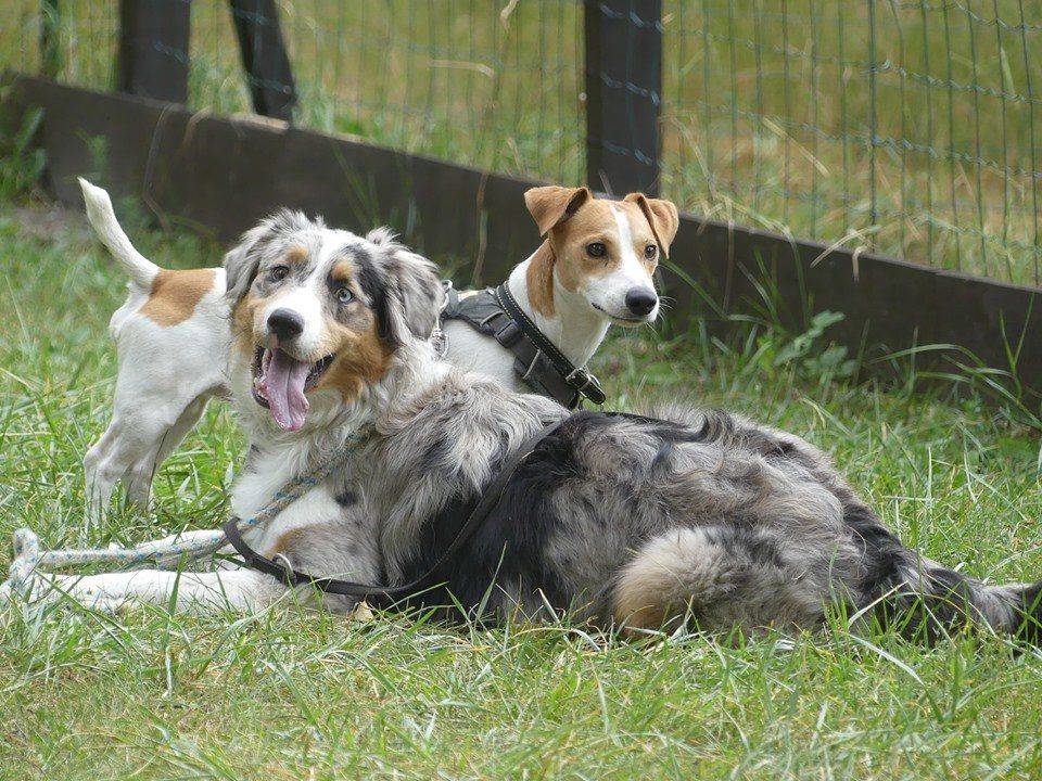 chien-5.jpg