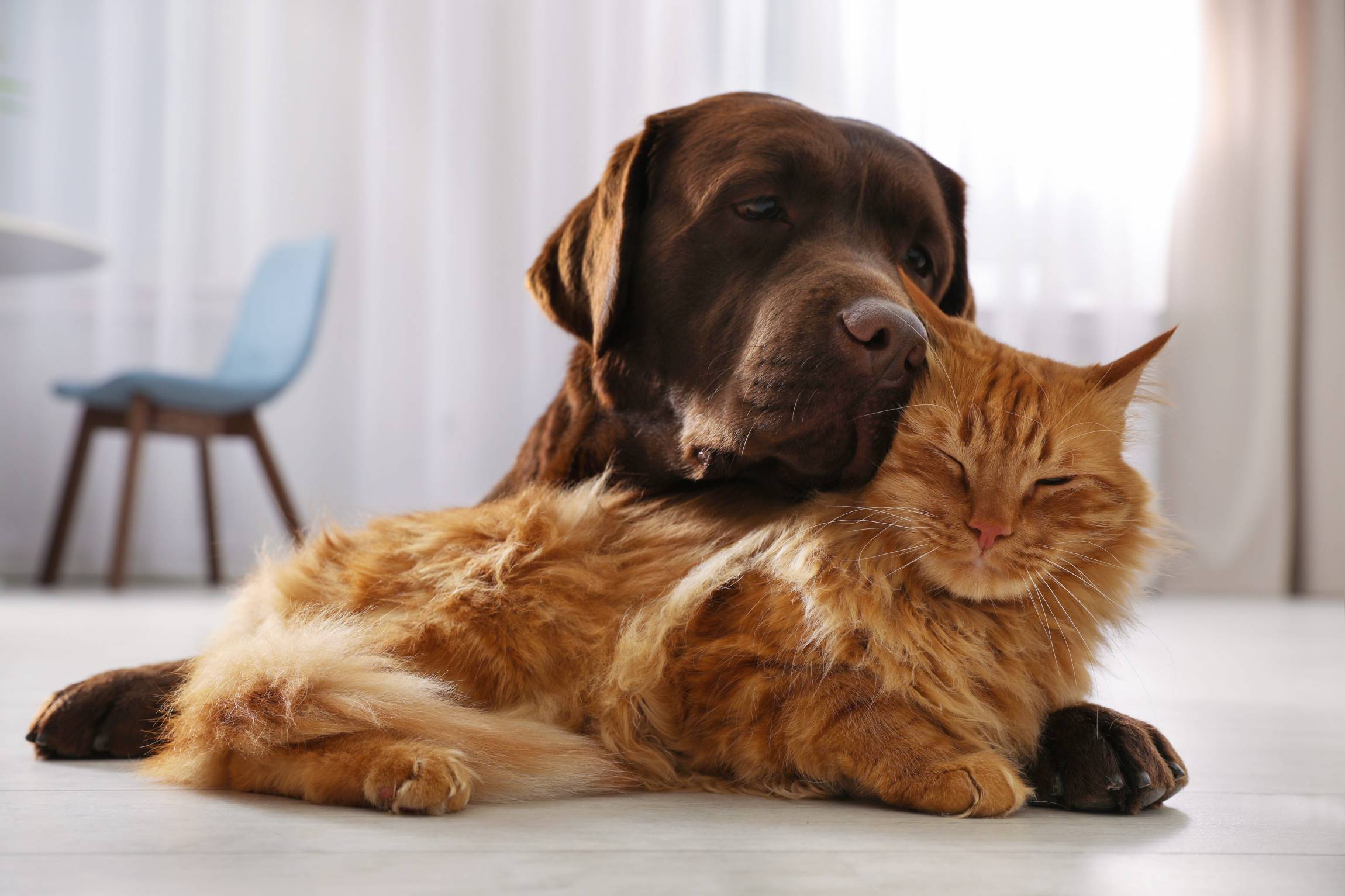 chien-chat.jpeg